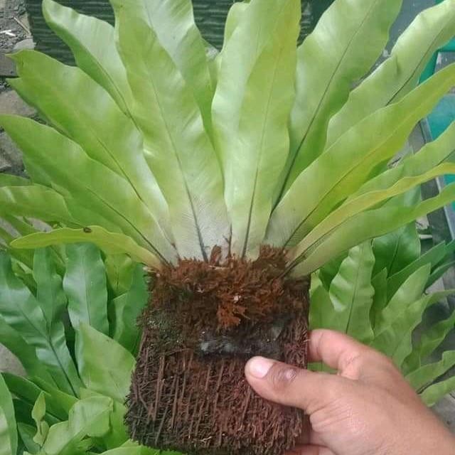 kadaka lokal / kadaka biasa / kadaka tempel