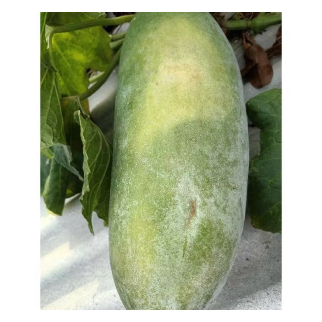 

BUAH BLIGO ATAU KUNDUR OBAT HERBAL 1 KG - 1,5 KG