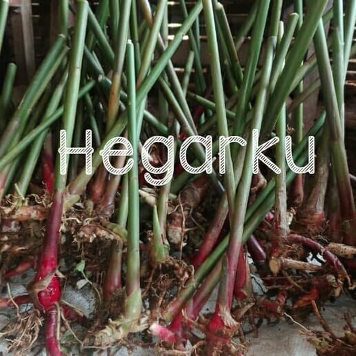 promo BIBIT KAPULAGA MALABAR DAN LOKAL ready