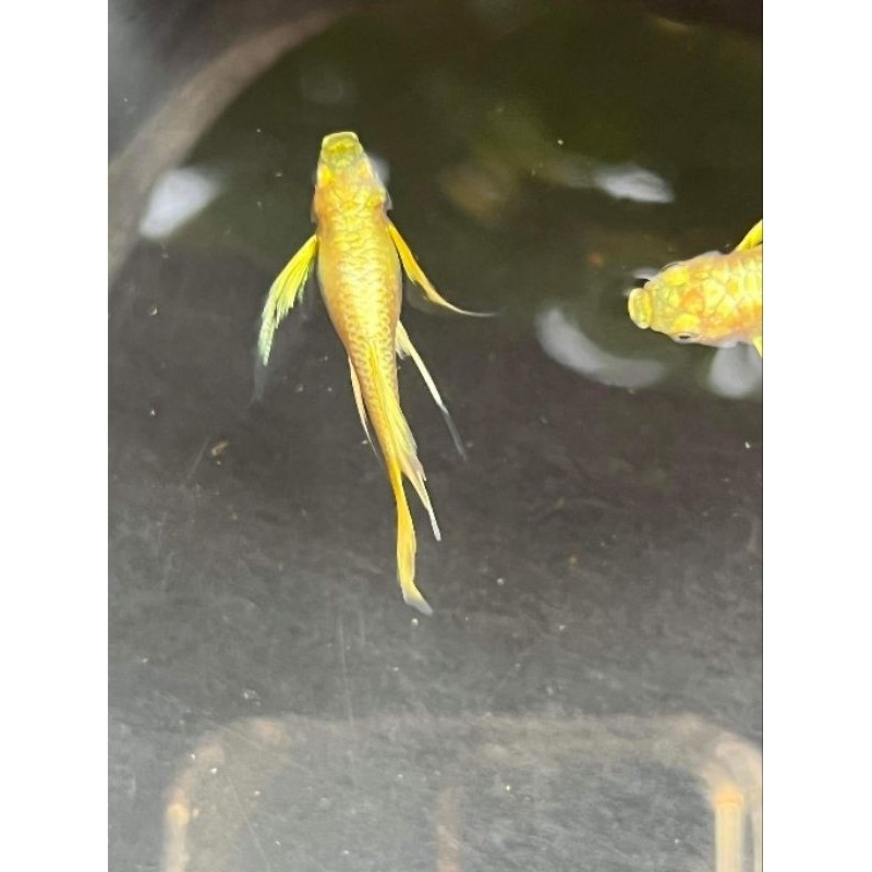 Guppy Full Gold Ribbon (Sepasang)