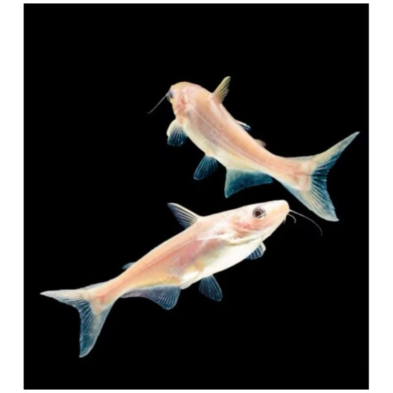 ikan hias patin albino uk 5-6cm