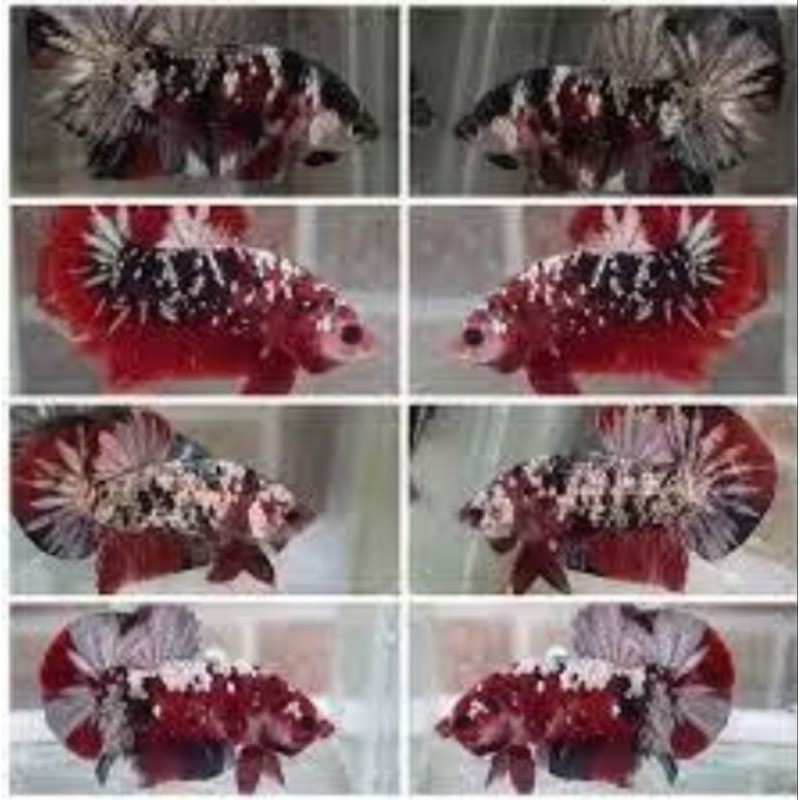 

stiker anomali cupang red koi choper rkc