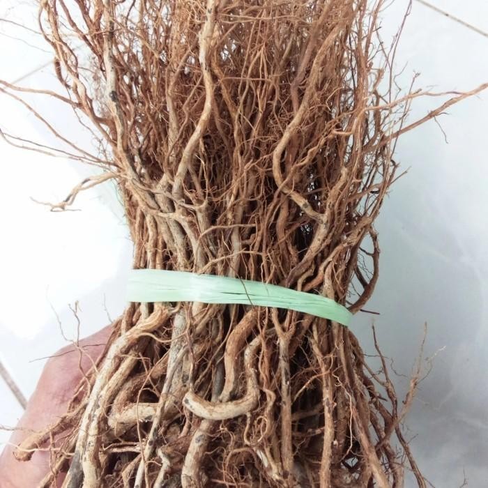 akar kayu senggani aquascape