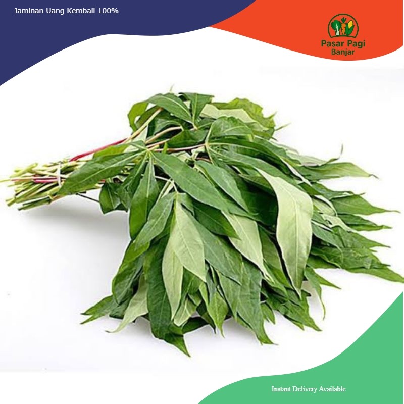 

Daun Singkong 1 Ikat Kecil