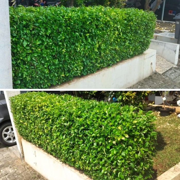 Tanaman Pagar Teh Tehan Murah - Pohon Teh Tehan Pagar