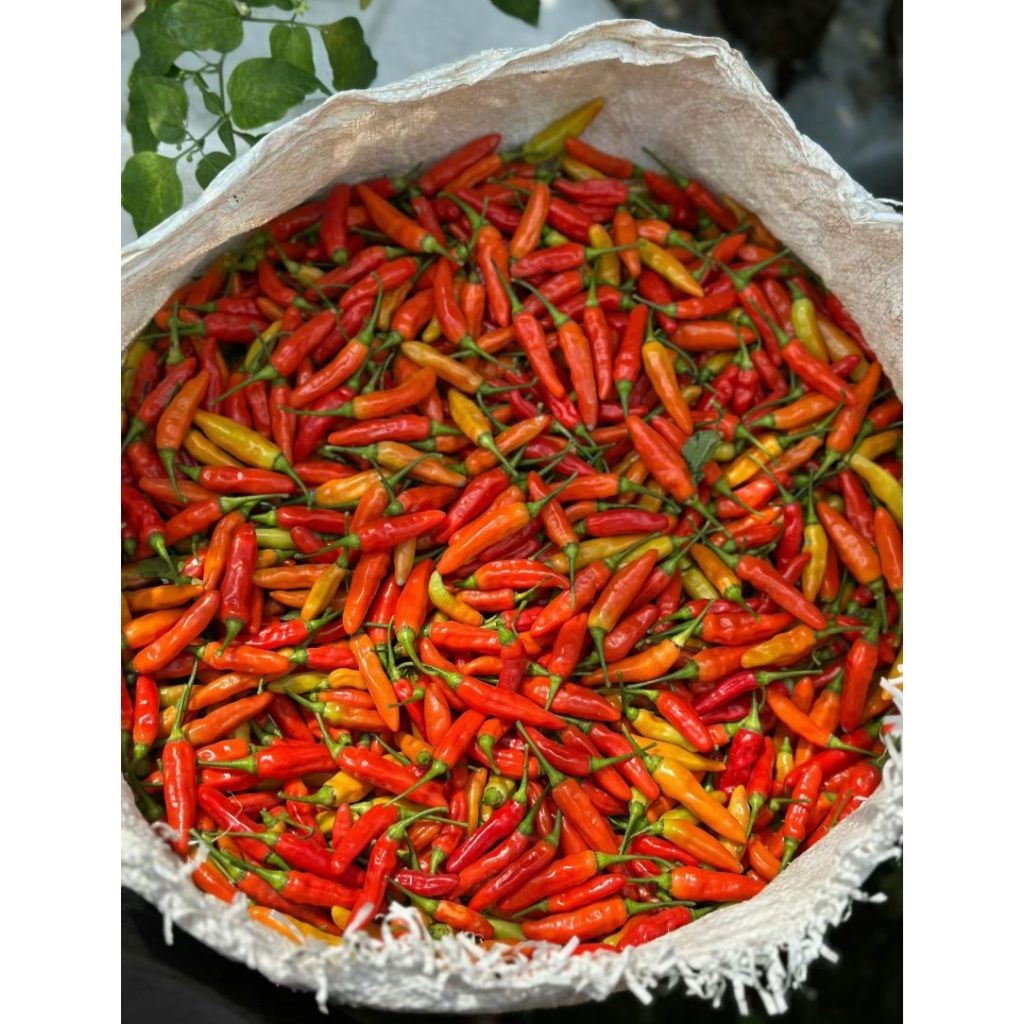 

CABE RAWIT MERAH FRESH 1kg / Cabe Rawit Merah