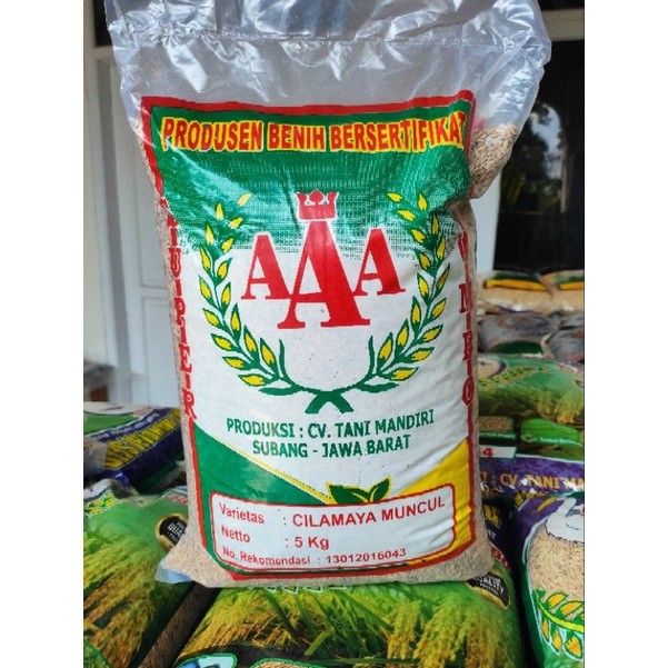 Benih Padi Unggul Berkualitas Cilamaya Muncul Anakan Banyak 5 kg