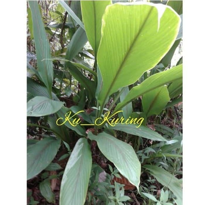 

Temu Putih Segar Kunyit Kunir Curcuma Zedoaira