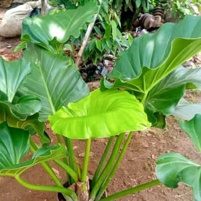 TANAMAN HIAS PHILO MARBEL