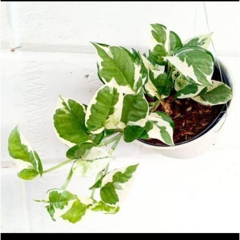 Sirih Gading Enjoy - Sri gading enjoy - tanaman pot gantung