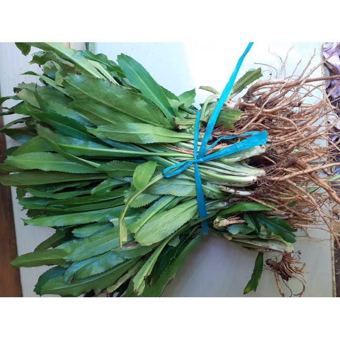 

Daun Walang sangit fresh 500 gram ( Obat Herbal ) - Walang Cina