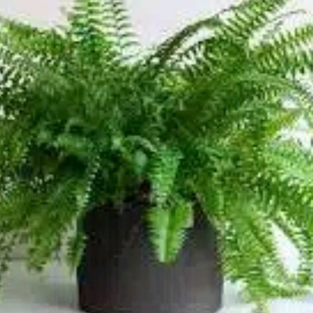 

Ready stok New Promo Tanaman hias pakis Boston - hiasan taman