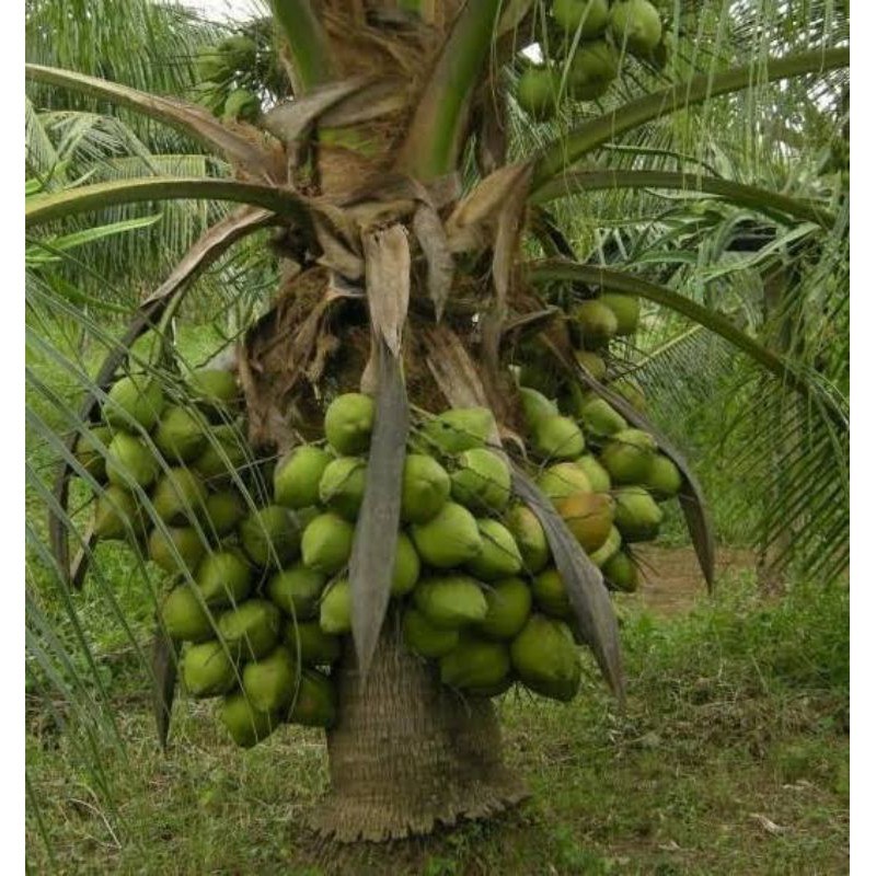 

kelapa hijau super genjah