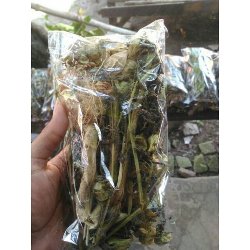 

Promo 100 gram ciplukan kering/cecendet kering daun buah akar dan batang ciplukan kering Azkia_Organik_96