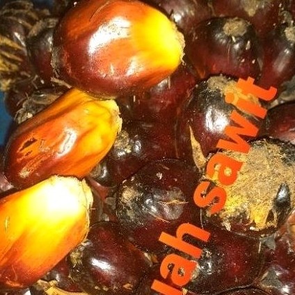 

buah sawit sgar 1 kg upan pancing