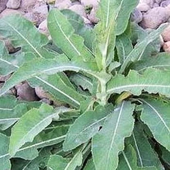 

Daun tempuyung segar 500 gram fresh A.L_96 Pucuk_Ibun_96 Berkah_Alam_96