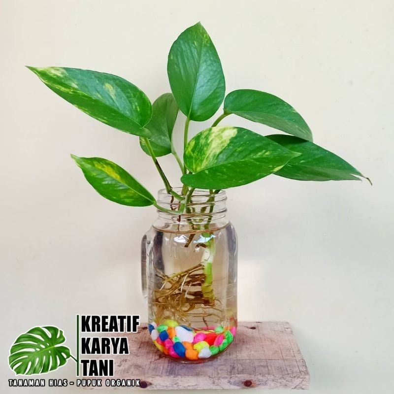 COD Tanaman media air - Sirih hijau - Tanaman hidup di air