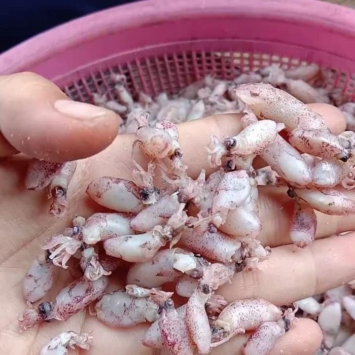 

ikan asin baby cumi kering per 500gr Terlaris