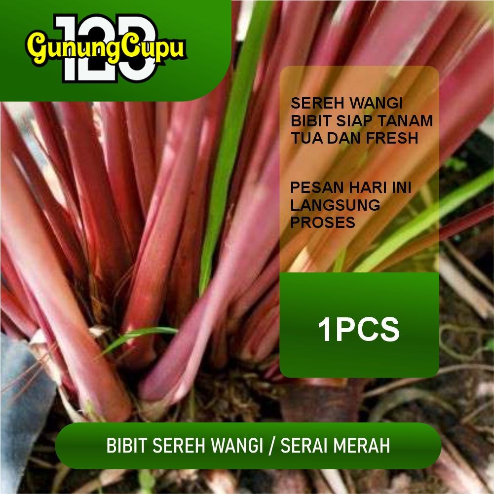 

New Promo Bibit Tanaman sereh wangi/sereh merah asli
