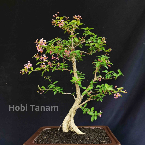 bibit tanaman bunga sakura mikro bahan bonsai bibit sakura mikro bibit sakura mini bibit sakura jepa