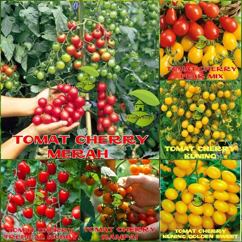 Benih Tomat Cherry Merah Manis Cherry Tropical Ruby Cherry Rampai Cherry Kuning