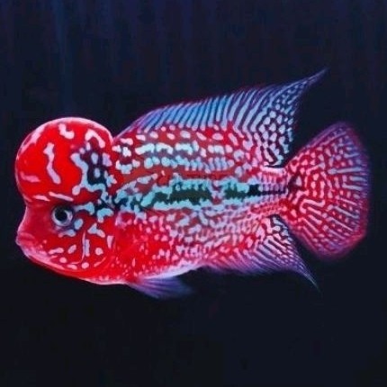 garansi Pakan lohan super king kamfa f3 import louhan full mutiara bergaransi