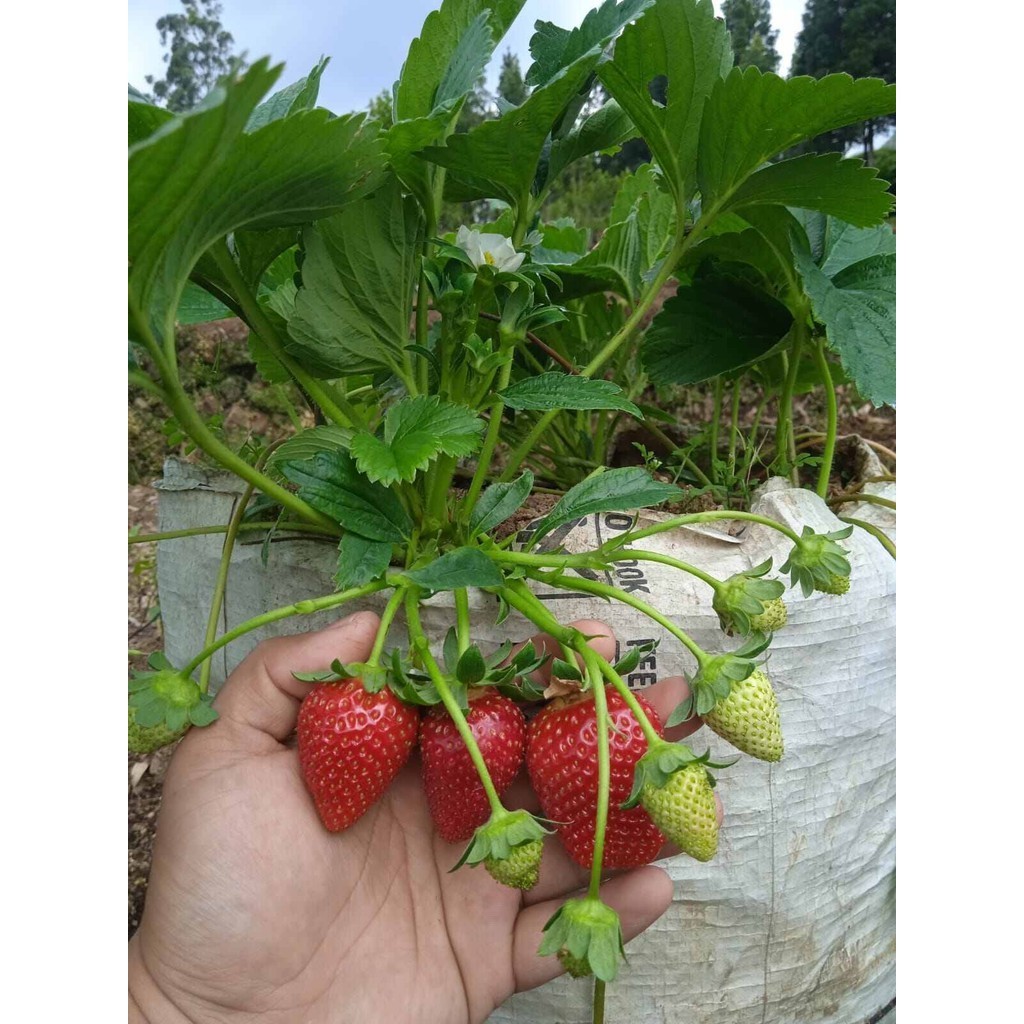 BIBIT STROBERI GIANT MANIS COCOK DI POT CEPAT BERBUAH BUAH JUMBO