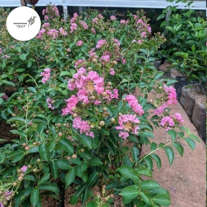 BUNGA SAKURA JEPANG KONDISI (BERBUNGA)