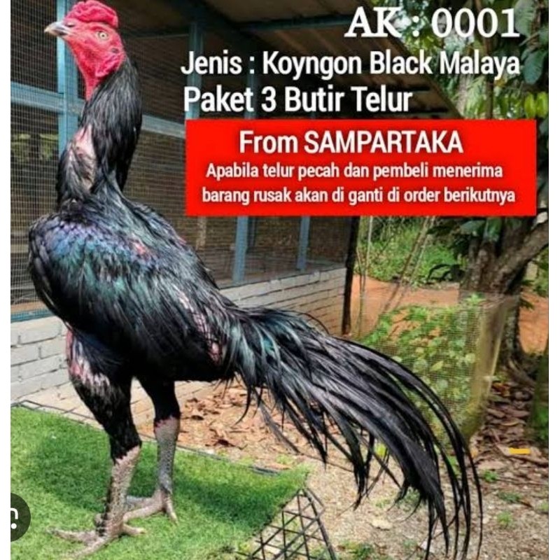 

TELUR AYAm PAKOY THIALAND BLAC BUL