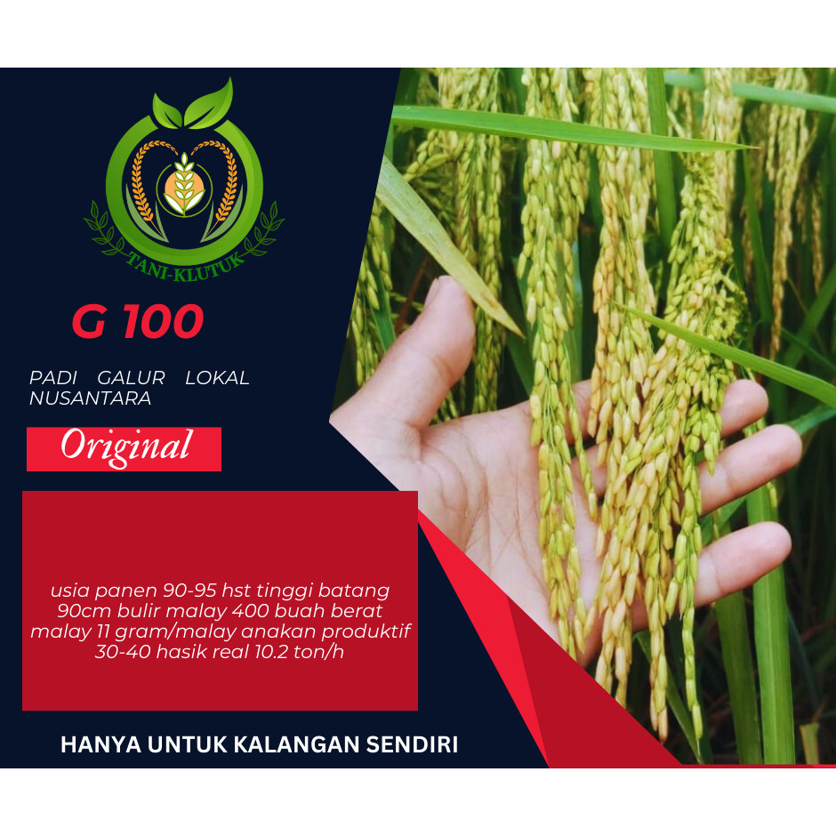 BIBIT/ Benih padi gandaria G100 5kg ORIGINAL PRODUK