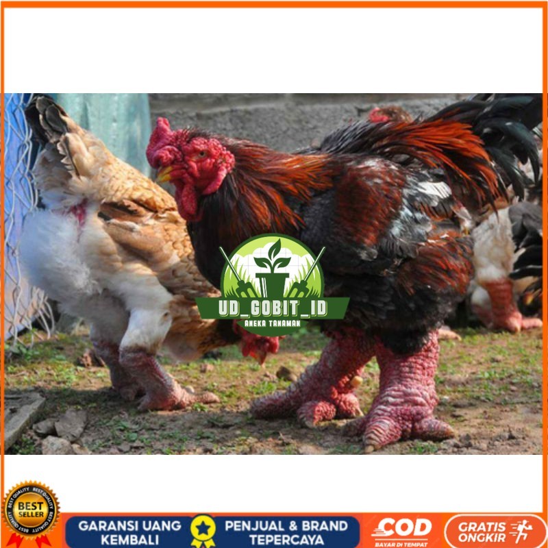 

TELUR AYAM DONG TAO / KAKI GAJAH DARI VIETNAM untuk di tetaskan UD_GOBIT_ID