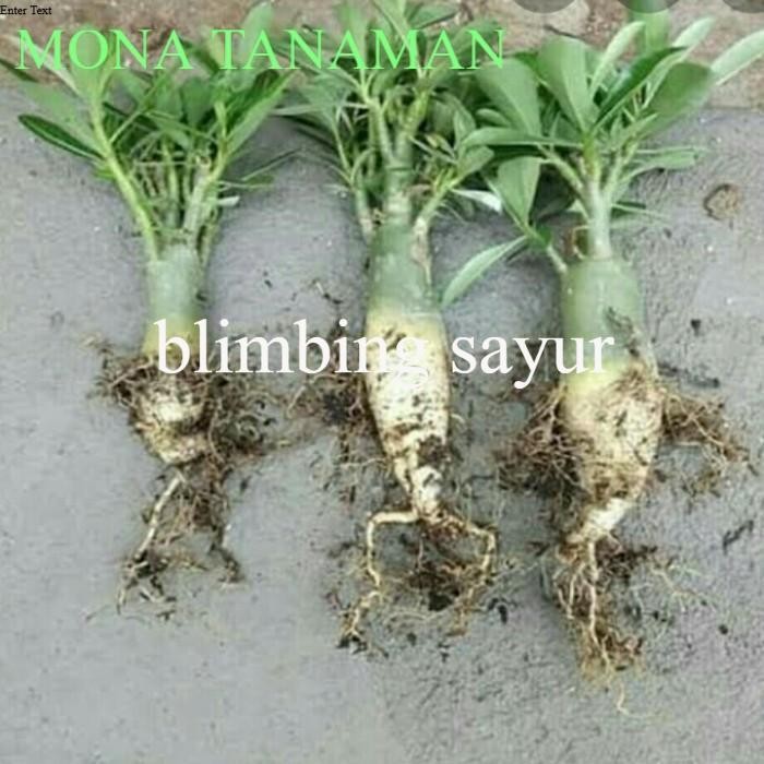 tanaman adenium bunga tumpuk cabang seribu