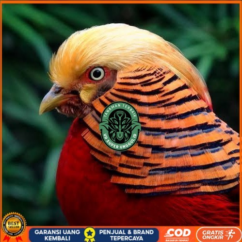 

Telur ayam ringneck golden pheasant telur ayam hias fertil siap tetas UD_SUPER_UNGGUL_ID