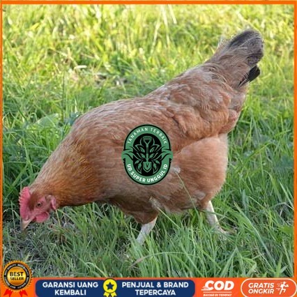 

Telur ayam elba / telur ayam hias / telur ayam fertil siap cod UD_SUPER_UNGGUL_ID