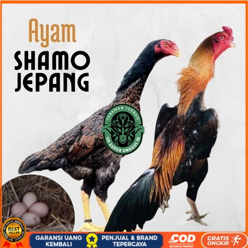 

telur ayam shamo jepang ori petarung bisa untuk di tetaskan UD_SUPER_UNGGUL_ID
