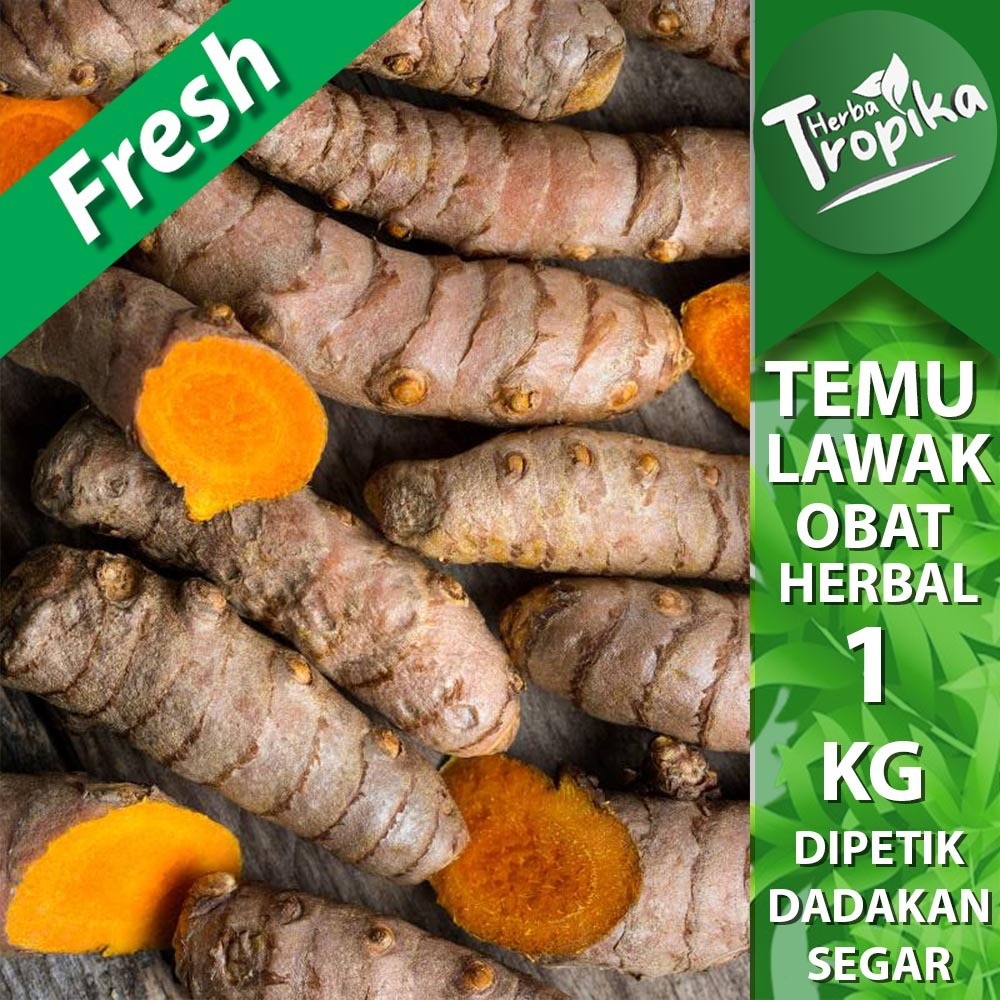 

Temulawak (Curcuma zanthorrhiza) Segar 1 kg rempah dan herbal alami toko herba tropika