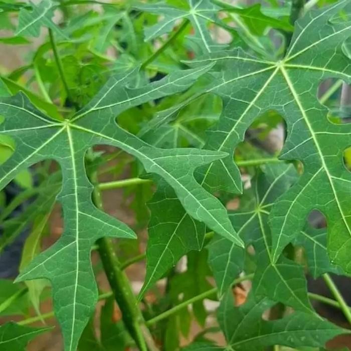 

Daun gedi/pepaya Jepang segar