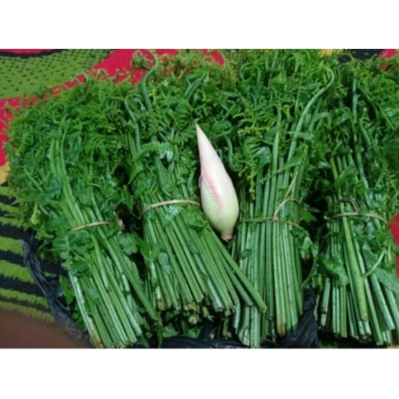 

pakis sayur segar 500g Rempah_herbalCo