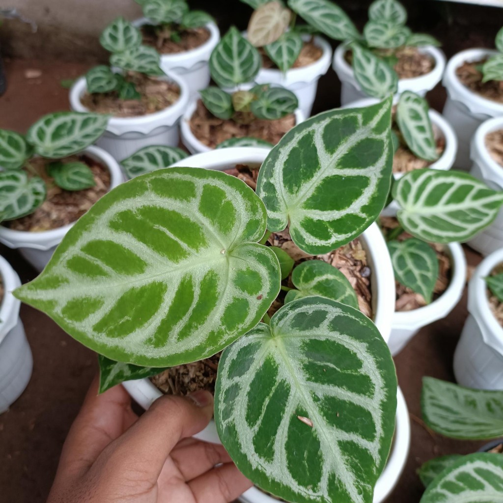 Anthurium Dorayaki silver blush - Anthurium Dorayaki