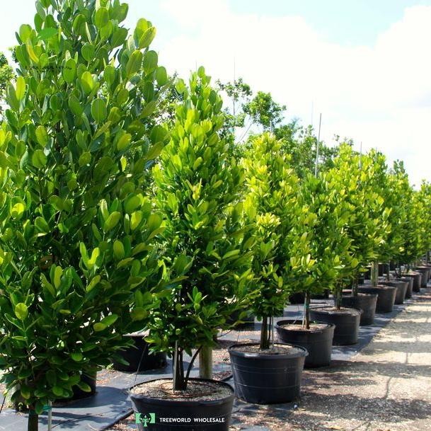 Pohon Garcinia Cambogia - Tanaman Hias Pohon Garcinia Tinggi 120 Cm