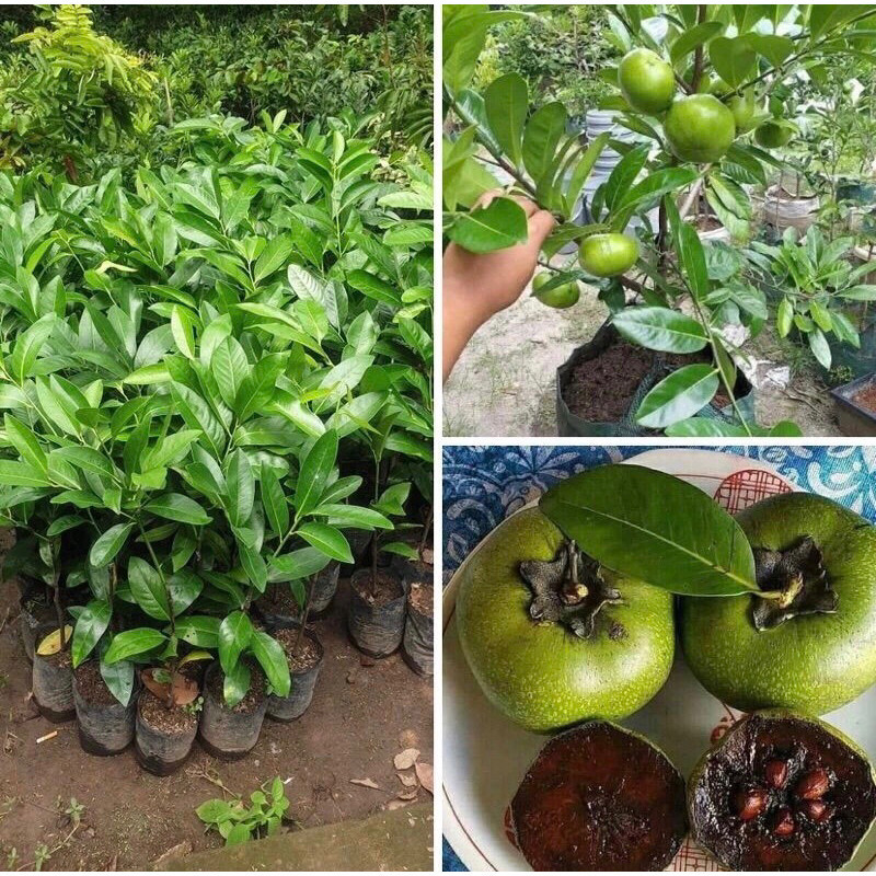 Bibit Buah Black Sapote / Sawo Hitam (Tinggi -+ 30-60cm)