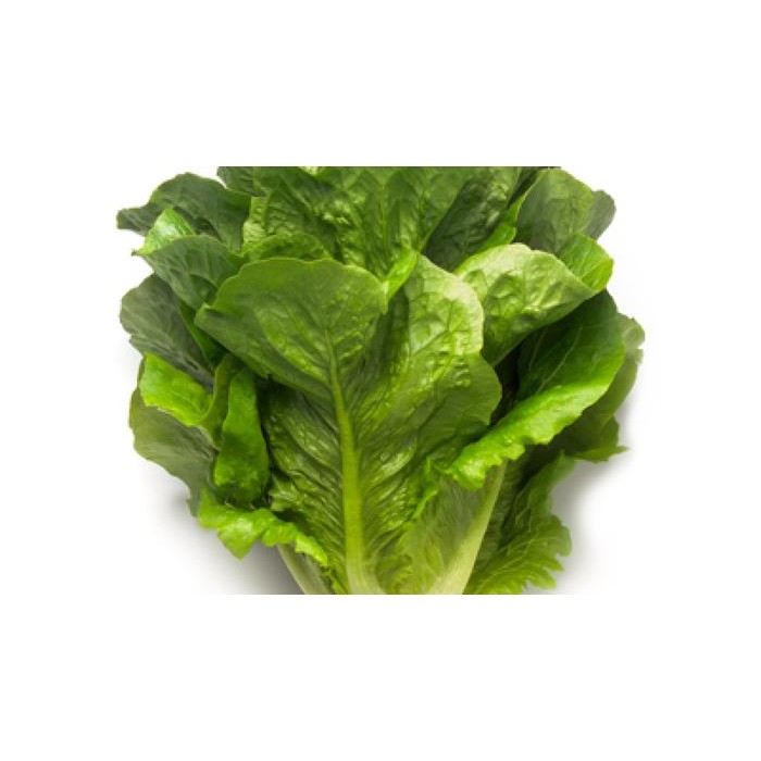 100 seed - Benih Maximus RZ Romaine Rijk Zwaan Repack
