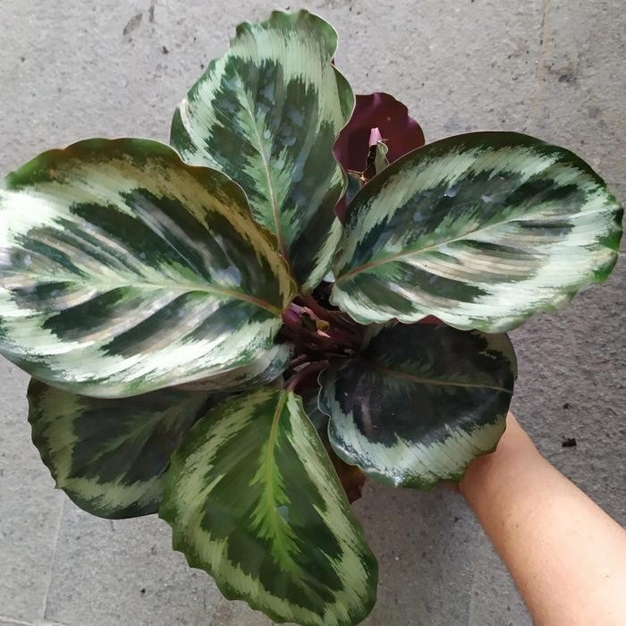 Tanaman calathea marion /calathea import