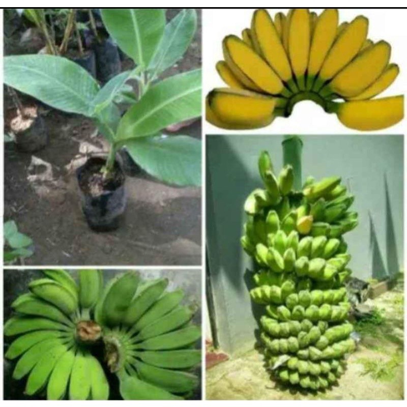 BIBIT PISANG KEPOK MERAH ASLI