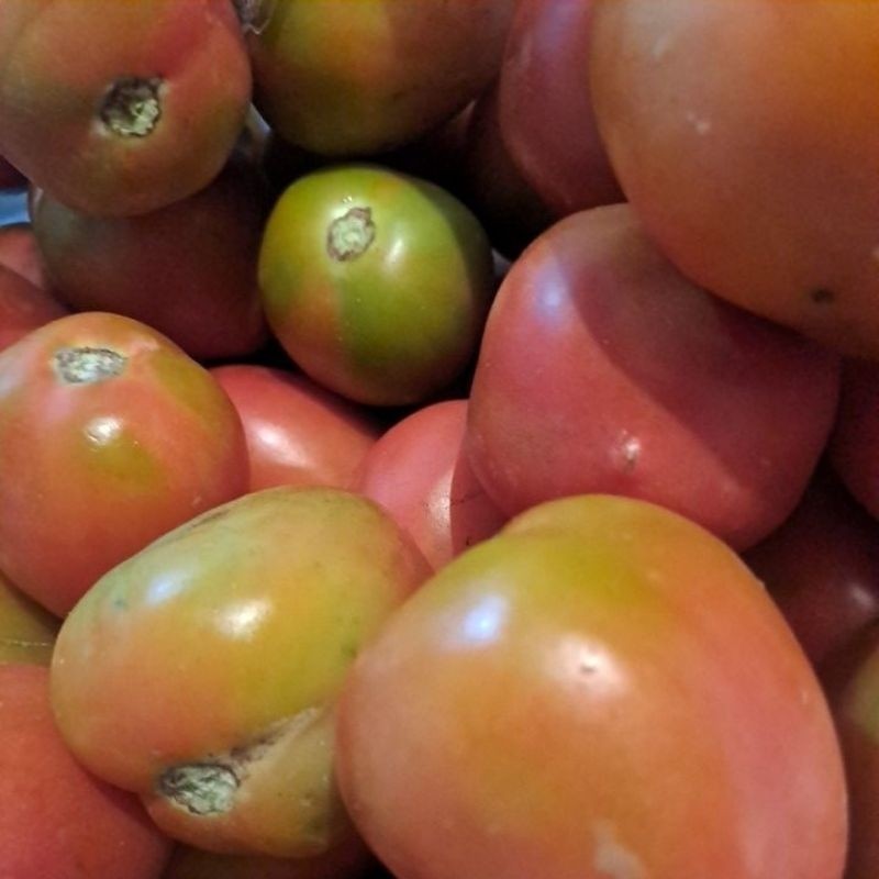 

Tomat Merah Besar Segar Bandung