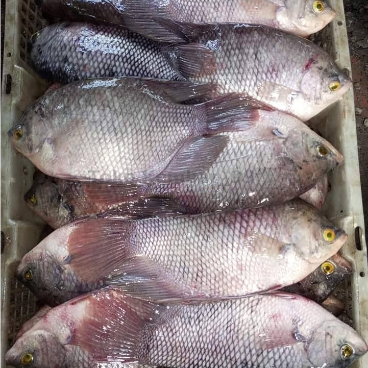 

Ikan Gurame Segar 1Kg Ikan Gurame Utuh Gurami