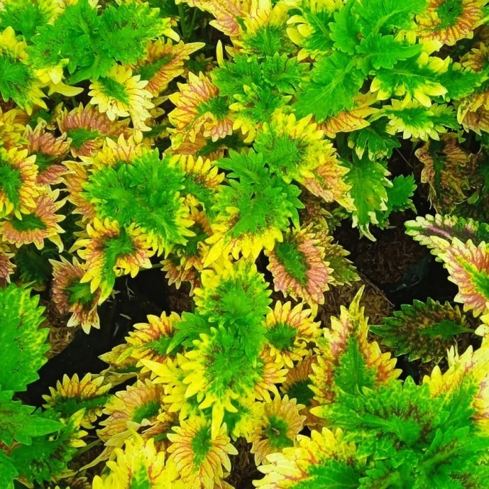 tanaman hias miana ekor naga kuning - tanaman miana hijau - miana