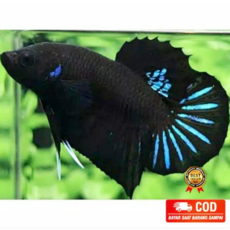 

stiker anomali Cupang aduan bagan blacking Isi 30 bonus 3