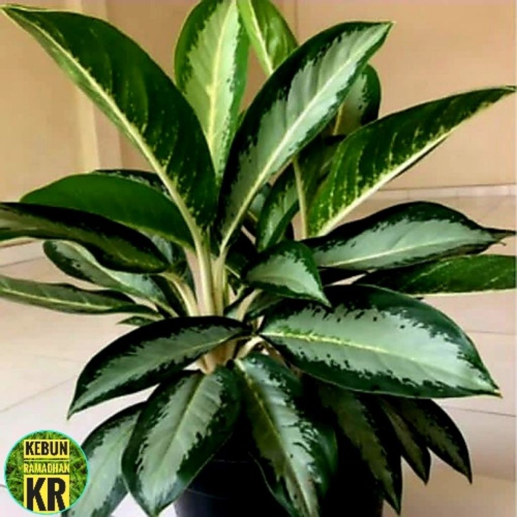 Tanaman Hias [BISA COD]Aglonema Sifon Besar Dan Rimbun Cocok Untuk Hiasan Ruangan