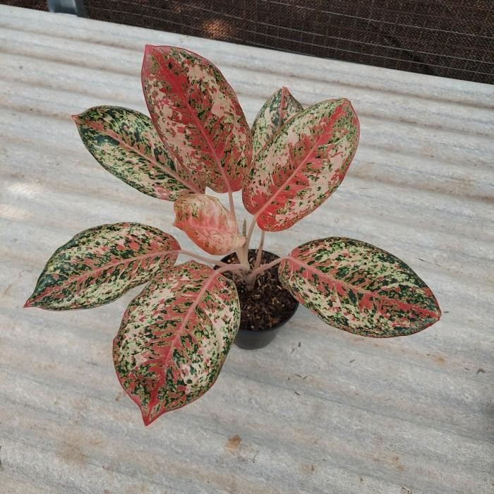 Aglonema Coconut Delight - Aglo - Aglonema Termurah